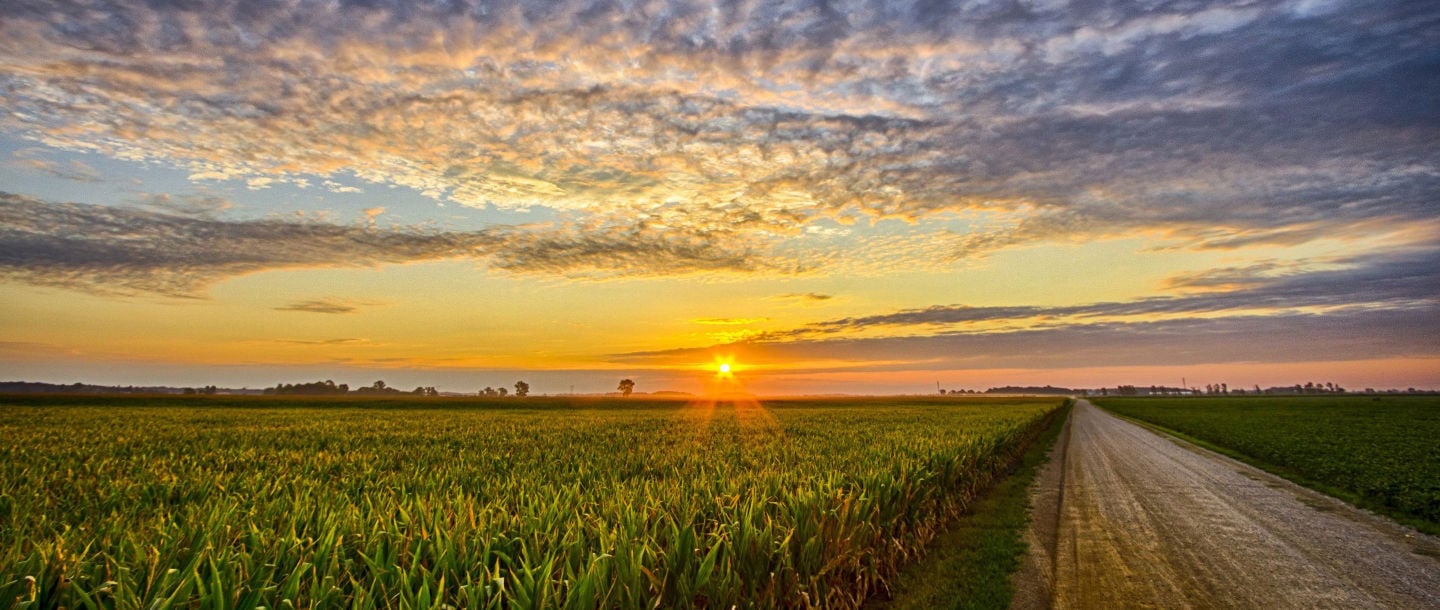a corn field and dry dirt road at sunset with scattered clouds